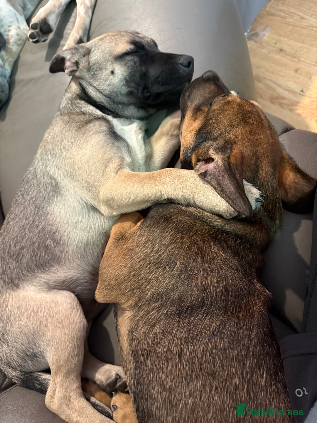 Mixed Breed dogs for sale: Beautiful male puppy  in Rugby - Image 3