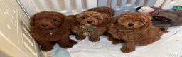 Cavapoo dogs for sale: Outstanding quality, F1b super dark red Cavapoo’s  - Advert 30