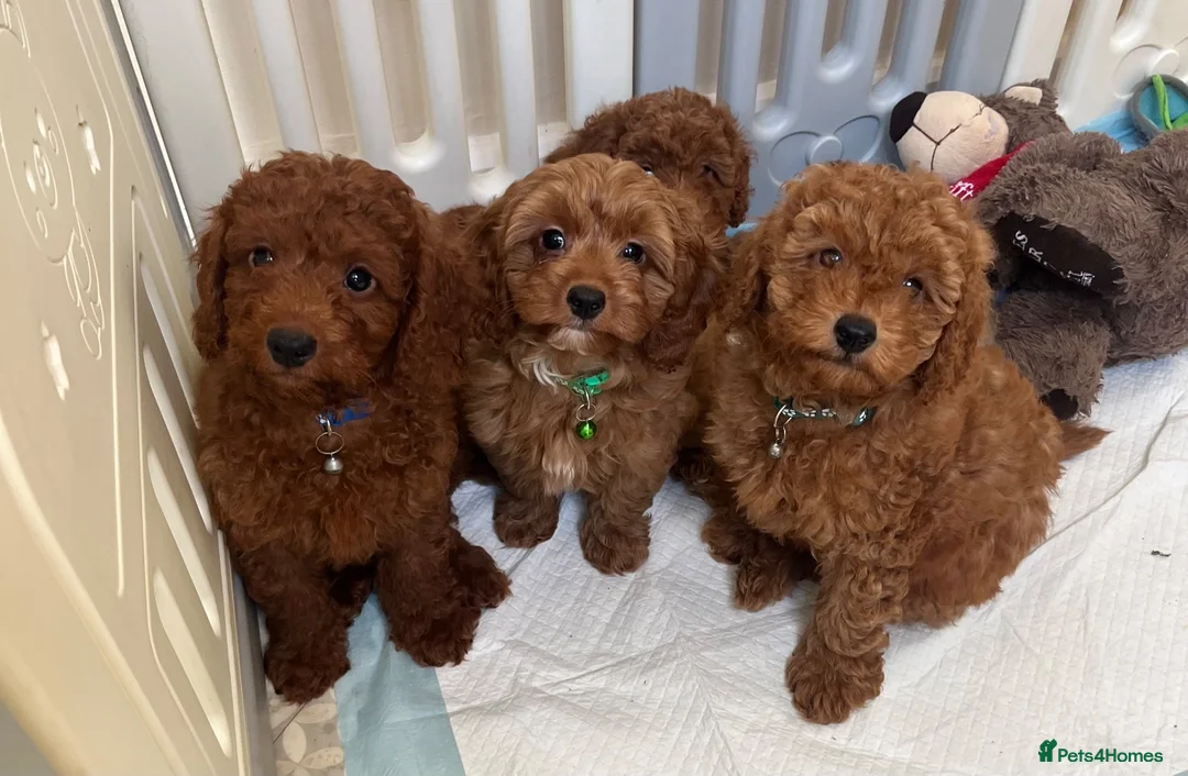 Cavapoo dogs for sale: Outstanding quality, F1b super dark red Cavapoo’s  - Advert 30