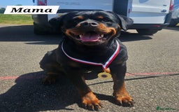 Rottweiler dogs for sale: KC Registered Rottweiler Puppies excellent lineage - Image 19