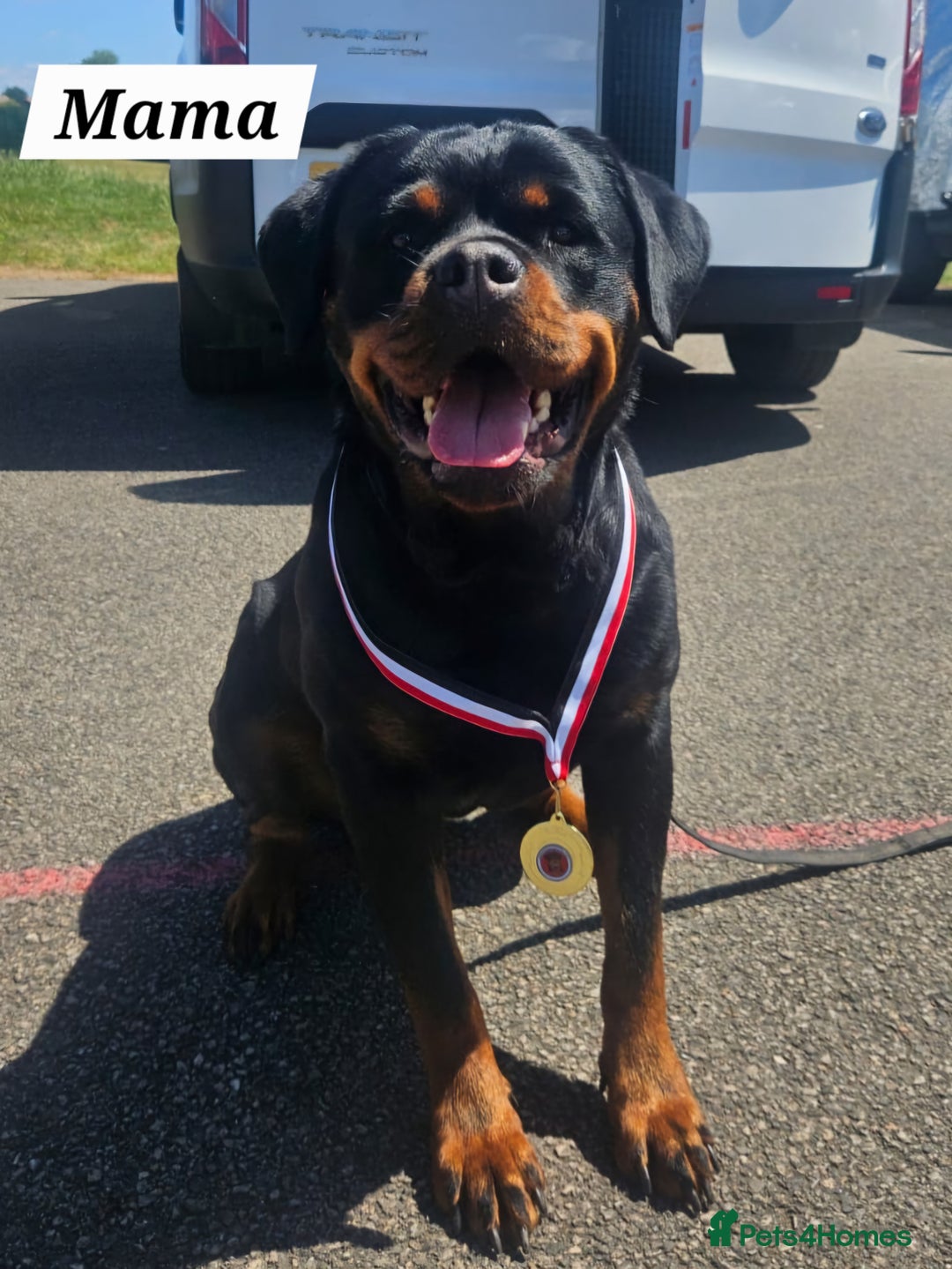 Rottweiler dogs for sale: KC Registered Rottweiler Puppies excellent lineage - Image 19
