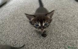 Bengal cats for sale: Russian Blue Bengal Kittens - Image 16