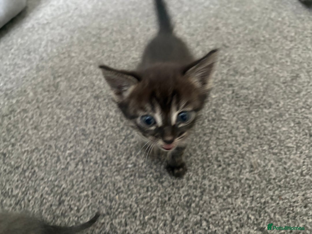 Bengal cats for sale: Russian Blue Bengal Kittens - Image 16