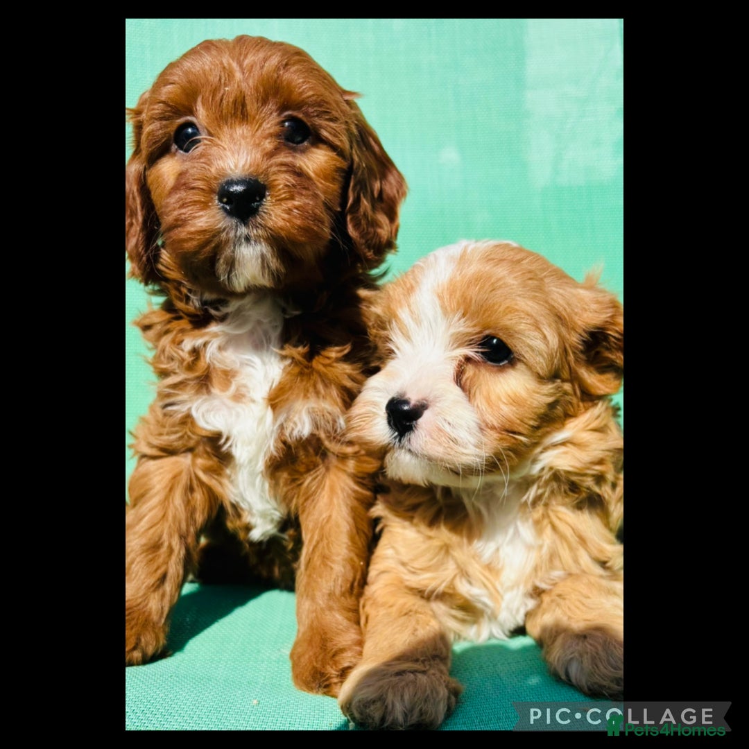 Cavapoo dogs for sale: Health tested TOY CAVAPOOS KC Parents - Image 10