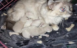 Ragdoll cats for sale: Stunning Ragdoll Kittens - Image 6