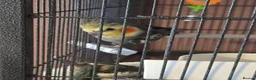 Cockatiels birds for sale: Male cockatiel  in Ripley - Advert 2