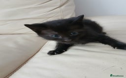 Exotic cats for sale: mixed breed tabby kittens - Advert 4