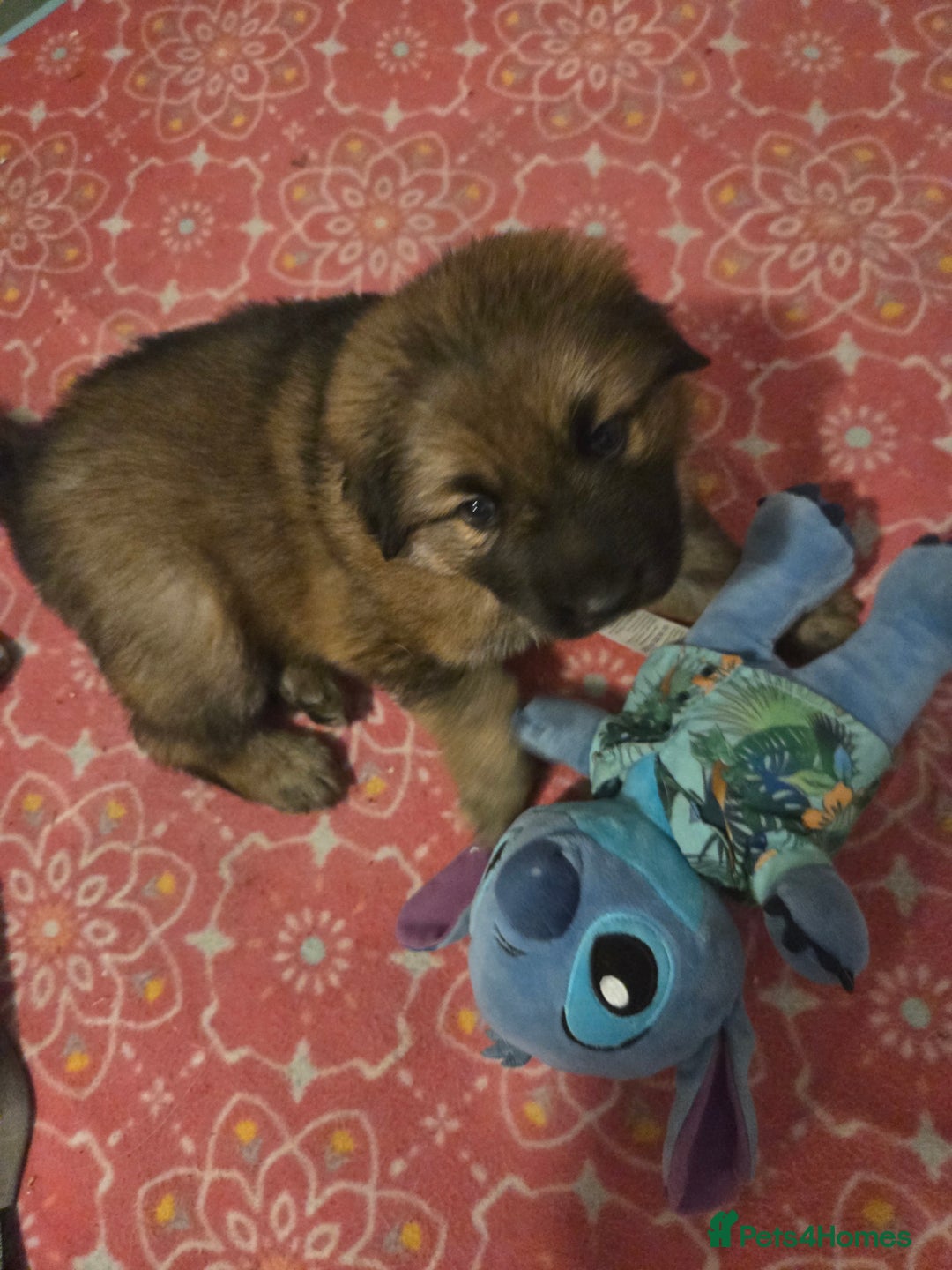 Sheprador dogs for sale: Beutiful male shepradors  - Advert 11