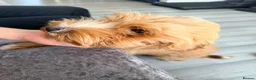 Cavapoo dogs for sale: Cavapoo One beautiful female puppy available  - Advert 6