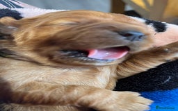 Cavalier King Charles Spaniel dogs for sale: Health Tested Parents - Image 19