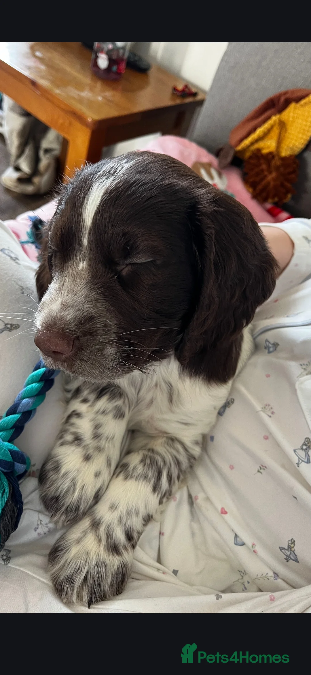 Sprocker dogs for sale: Beautiful sprocker - Advert 2