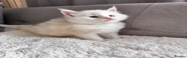 Maine Coon 2