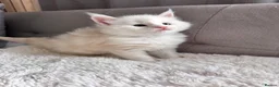 Maine Coon cats for sale:     🌟🌟Amazing Kittens Maine Coon 🌟🌟 - Advert 5