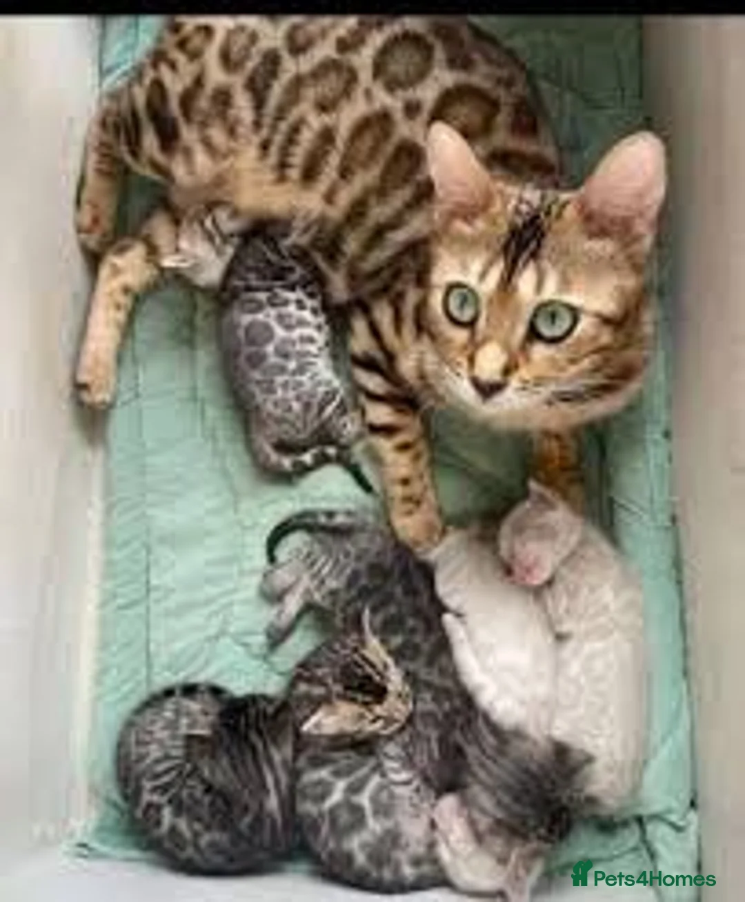 Bengal cats for sale:  Cute Bengal kittens in Glasgow - Advert 2