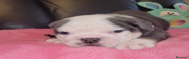 English Bulldog 3