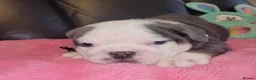 English Bulldog dogs for sale: Stunning English Bulldog Puppies  - Advert 4