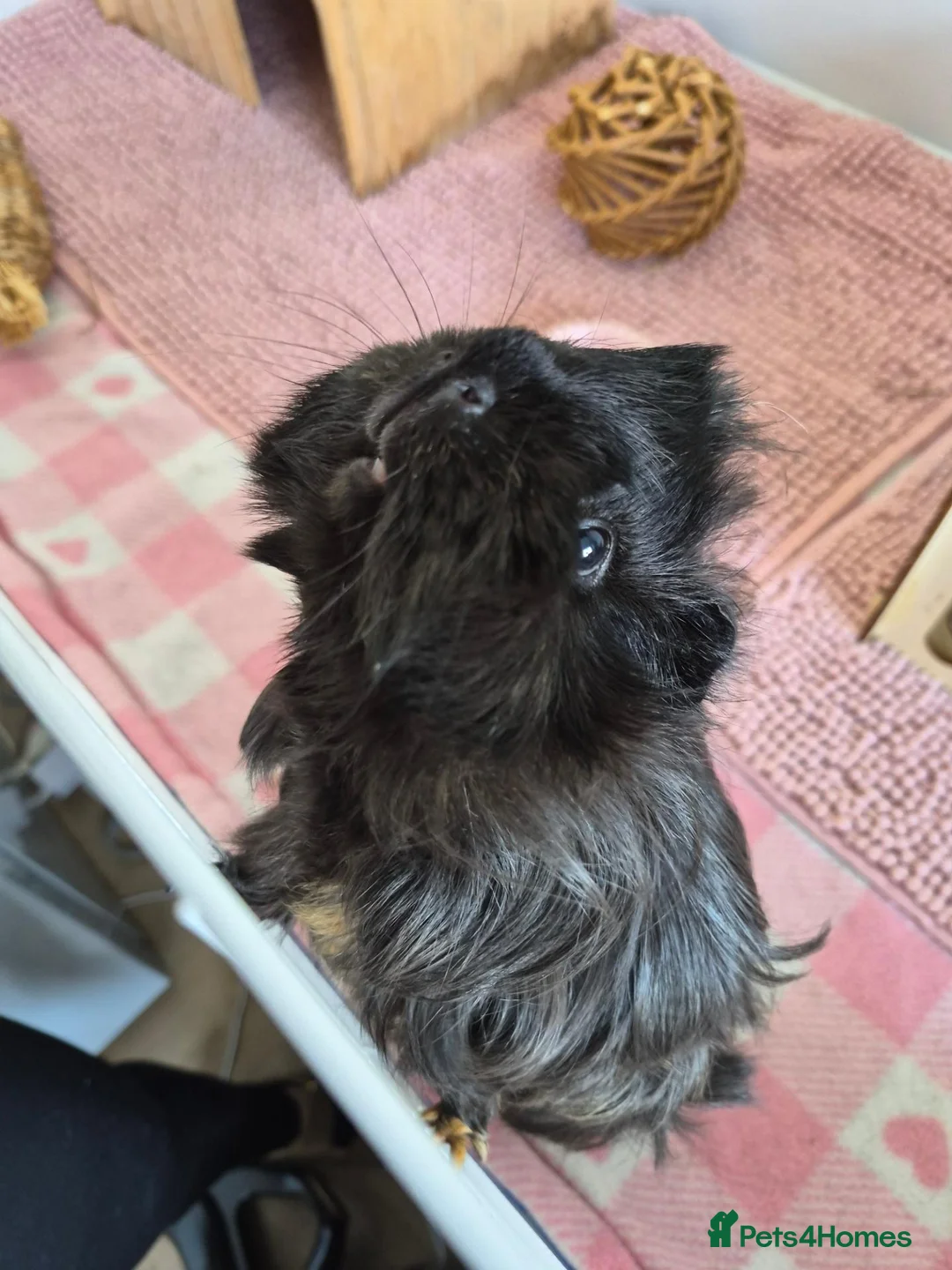 Guinea Pig rodents for sale: 2 Female Guinea Pigs 8 Months Old  in Eastbourne - Advert 1