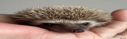 Pygmy Hedgehog rodents for sale: African Pygmy Hedgehog Ethically Bred  - Advert 4