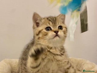 British Shorthair cats 🧸EXCEPTIONAL QUALITY PURE BREED BSH TEDDY BEARS🧸 - Advert 5