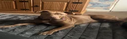 Mixed Breed dogs for sale: Staffy cross for sale  - Advert 1