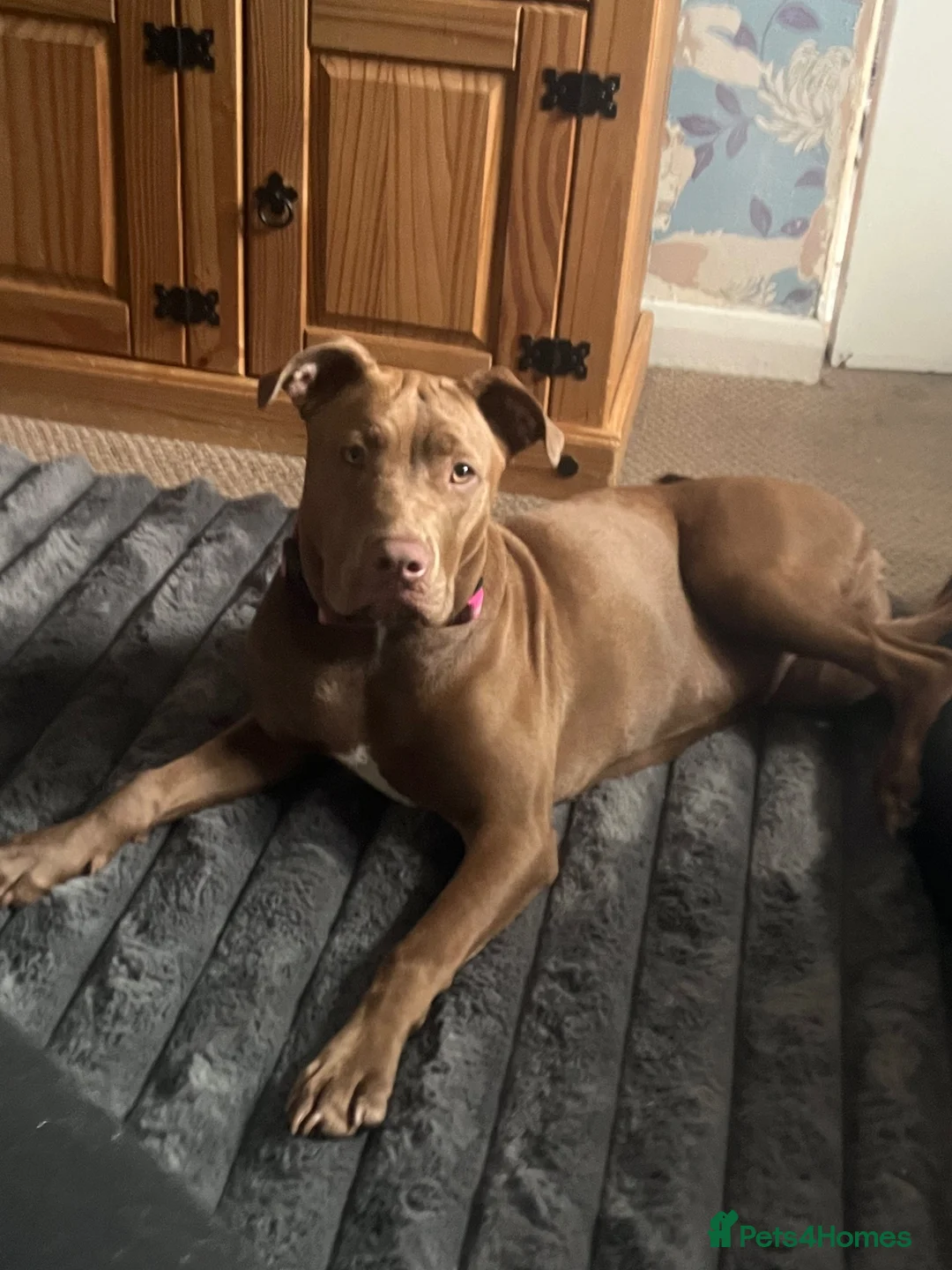 Mixed Breed dogs for sale: Staffy cross for sale  - Advert 1