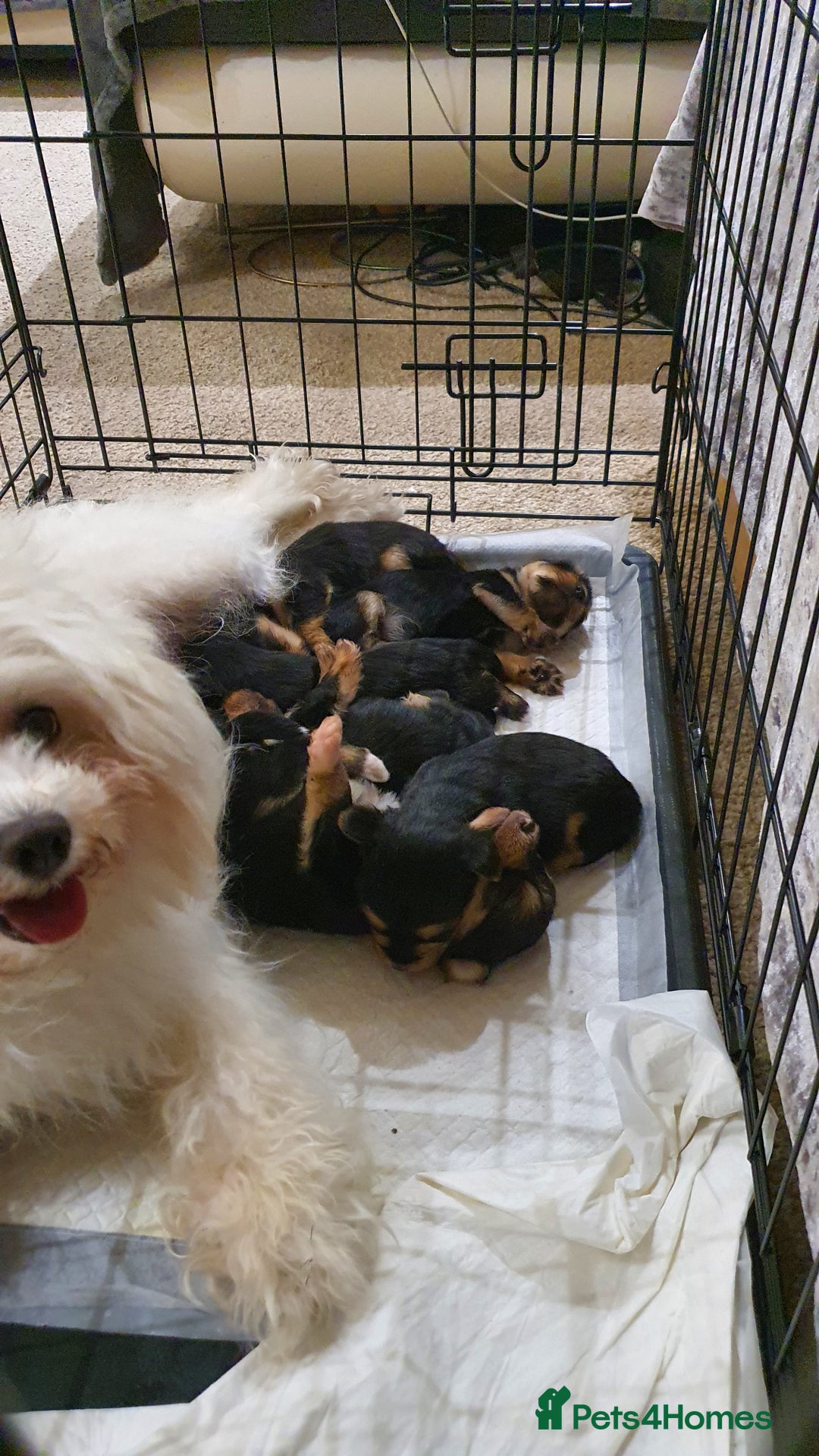 Yochon dogs for sale: 6 beautiful pups for sale - Image 1