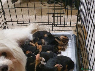 Yochon dogs - Advert 1