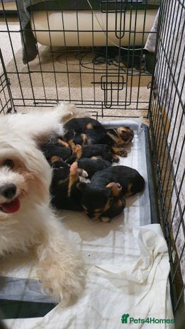 Yochon dogs - Advert 1