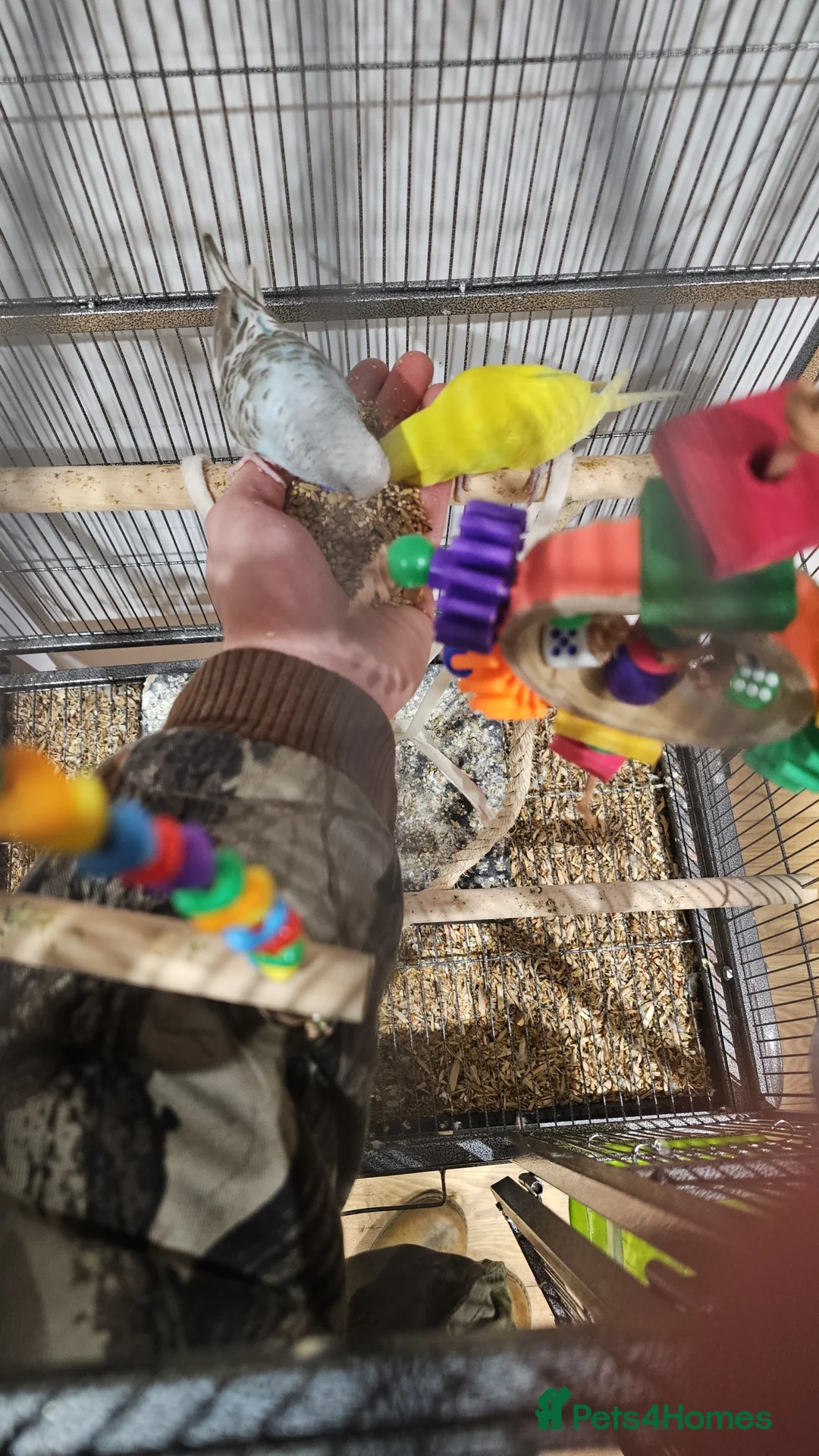 Budgerigars birds for sale: Pair of Male Budgies in Milford Haven - Advert 2