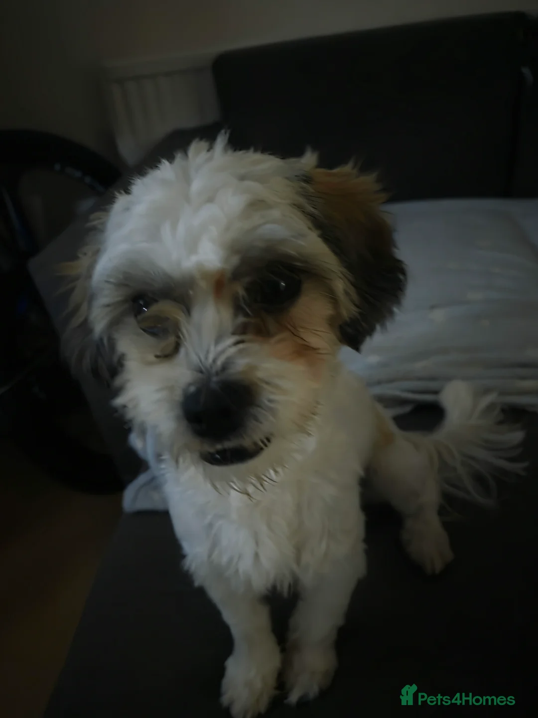 Mixed Breed dogs for sale: 3 bishon malthez  looking for new family  in Reading - Advert 4