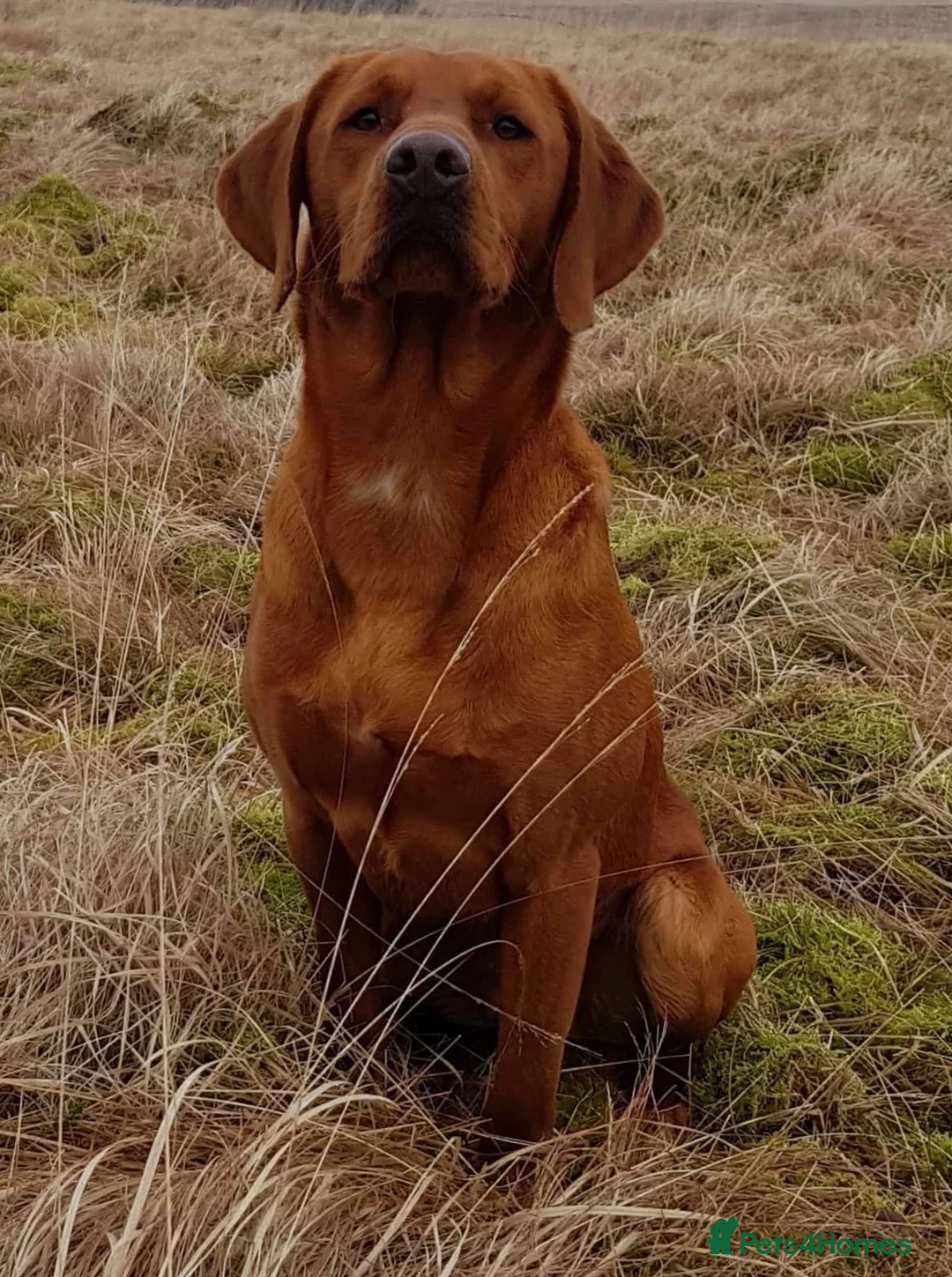Labrador Retriever dogs for stud: CLAYBROW INDIANA COPPER AVAILABLE for Stud (PROVEN in Southport - Advert 5