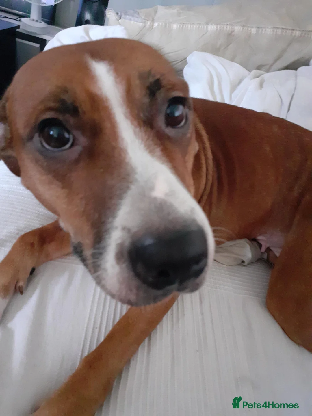 Staffordshire Bull Terrier dogs for sale: Female staffy cross in Didcot - Advert 2