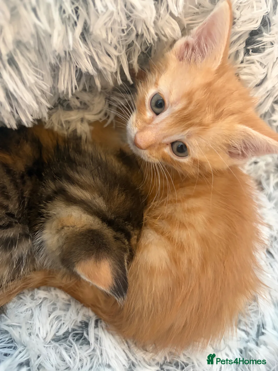 Mixed Breed cats for sale: Kittens  in Denbigh - Advert 2