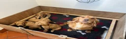 Cocker Spaniel dogs for sale: Beautiful litter of red working Cocker Spaniels - Advert 7