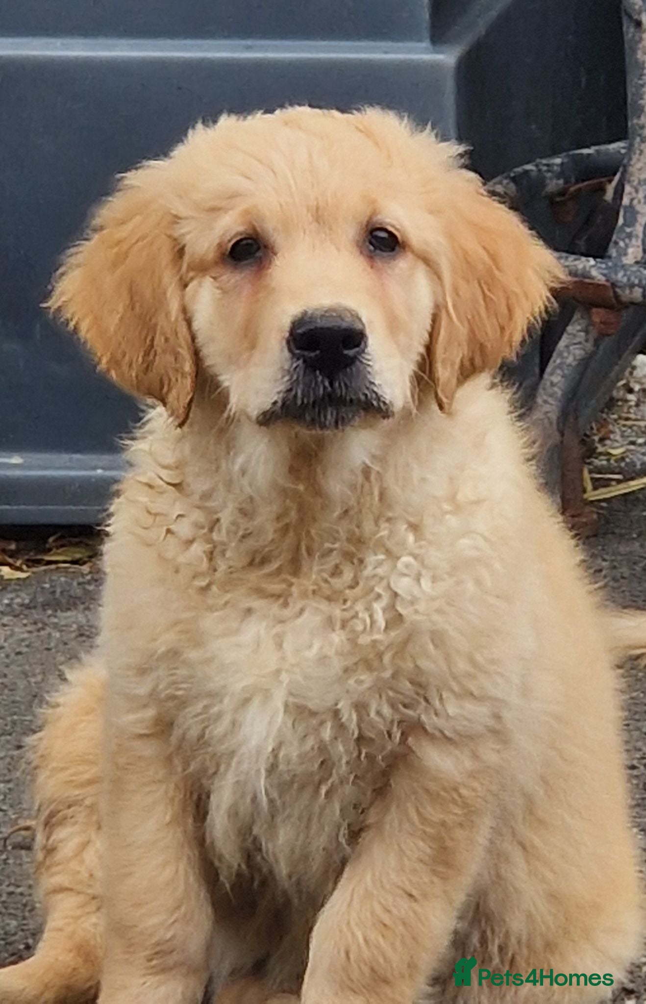 Golden Retriever dogs Stunning golden Girls - Advert 2