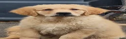 Golden Retriever dogs for sale: Stunning golden Girls - Advert 2