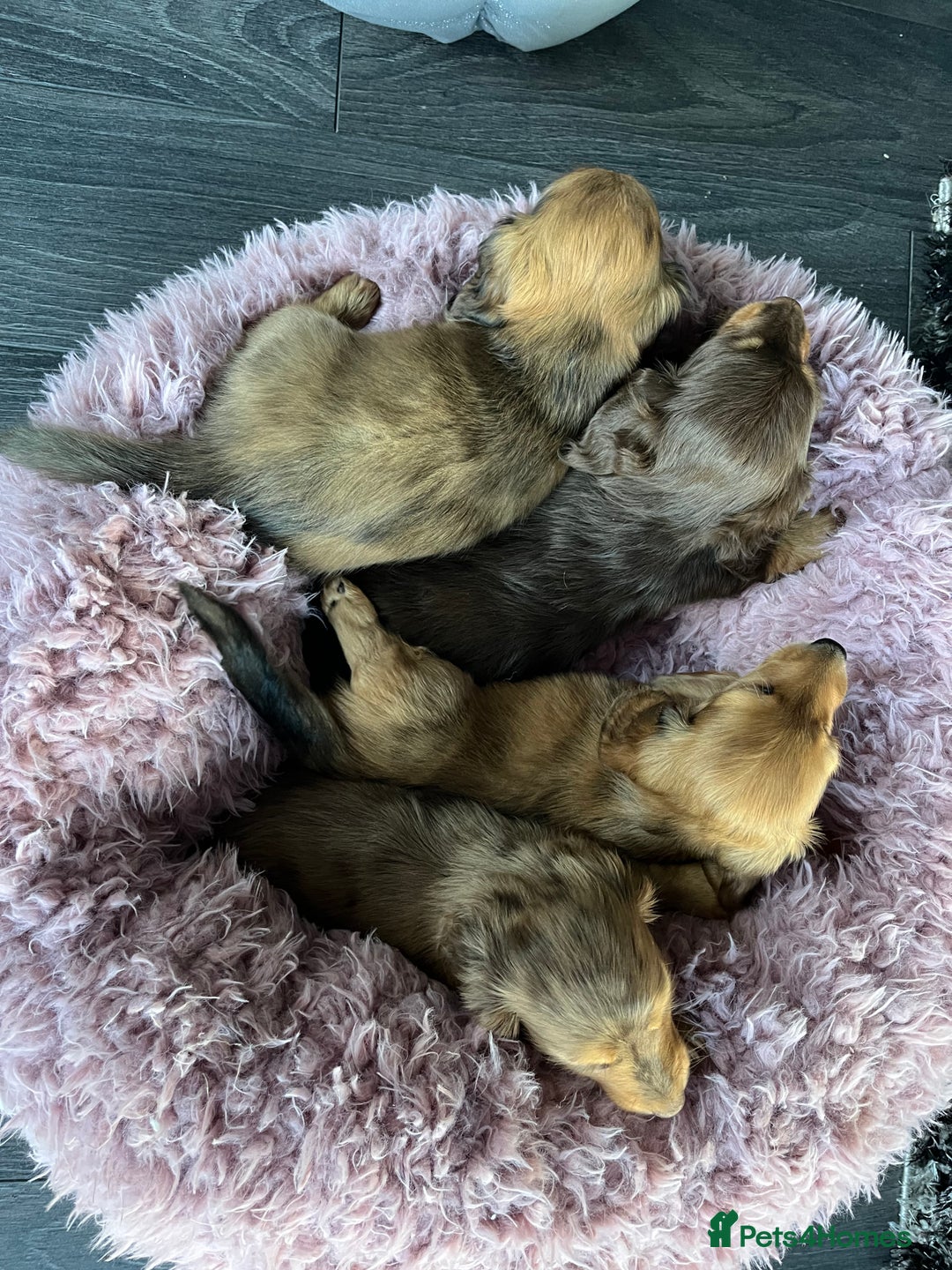 Dachshund dogs for sale: Stunning long haired miniature daxi puppies    - Image 22