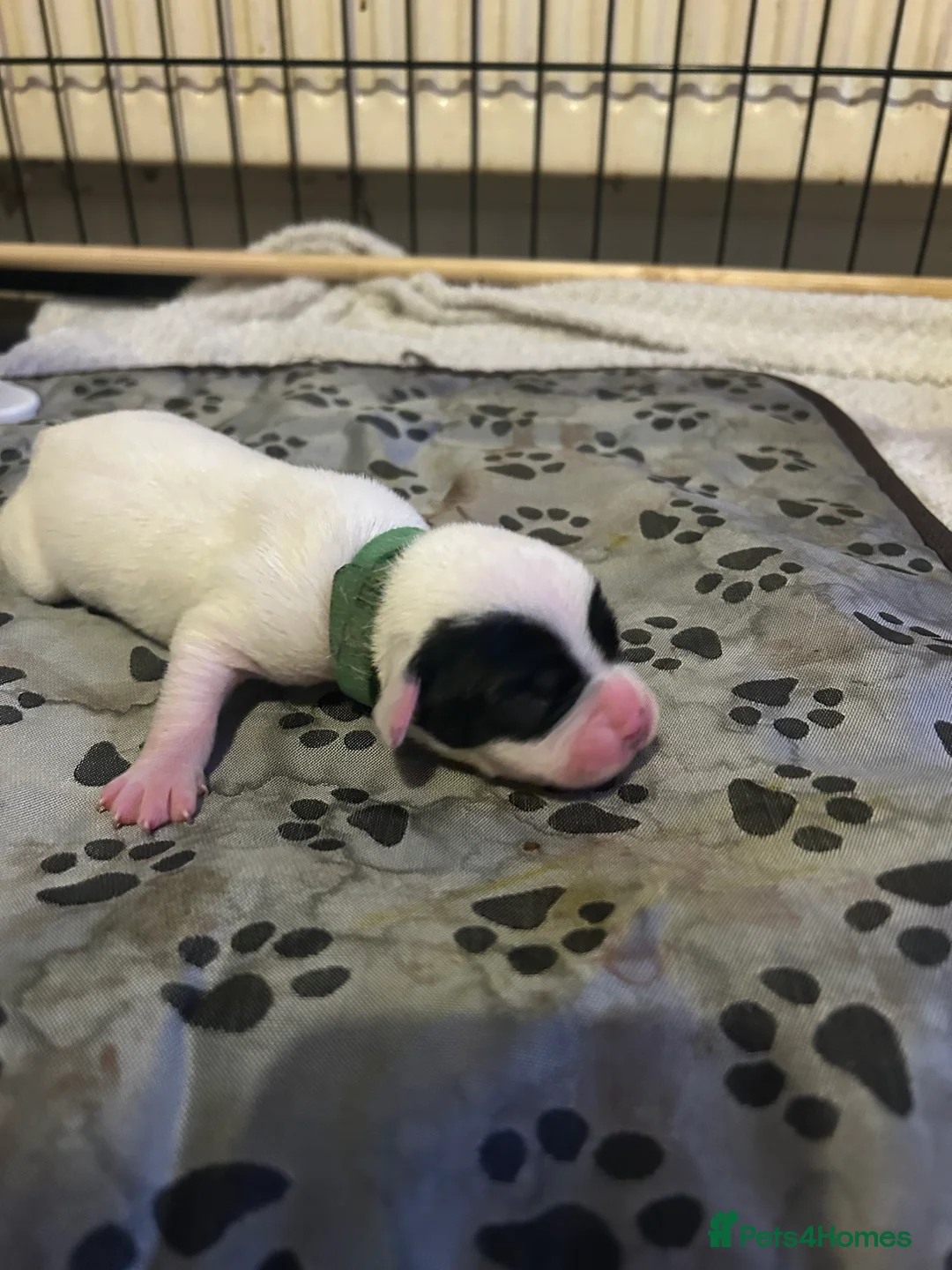 Mixed Breed dogs for sale: 7 gorgeous American Bulldog x Springer Spaniel - Advert 10