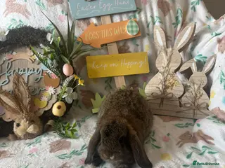 Mini Lop rabbits ✨READY TO LEAVE NOW- Mini Lops for sale✨ - Advert 11