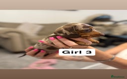 Miniature Dachshund dogs for sale: Stunning baby mini dachshunds  - Image 37