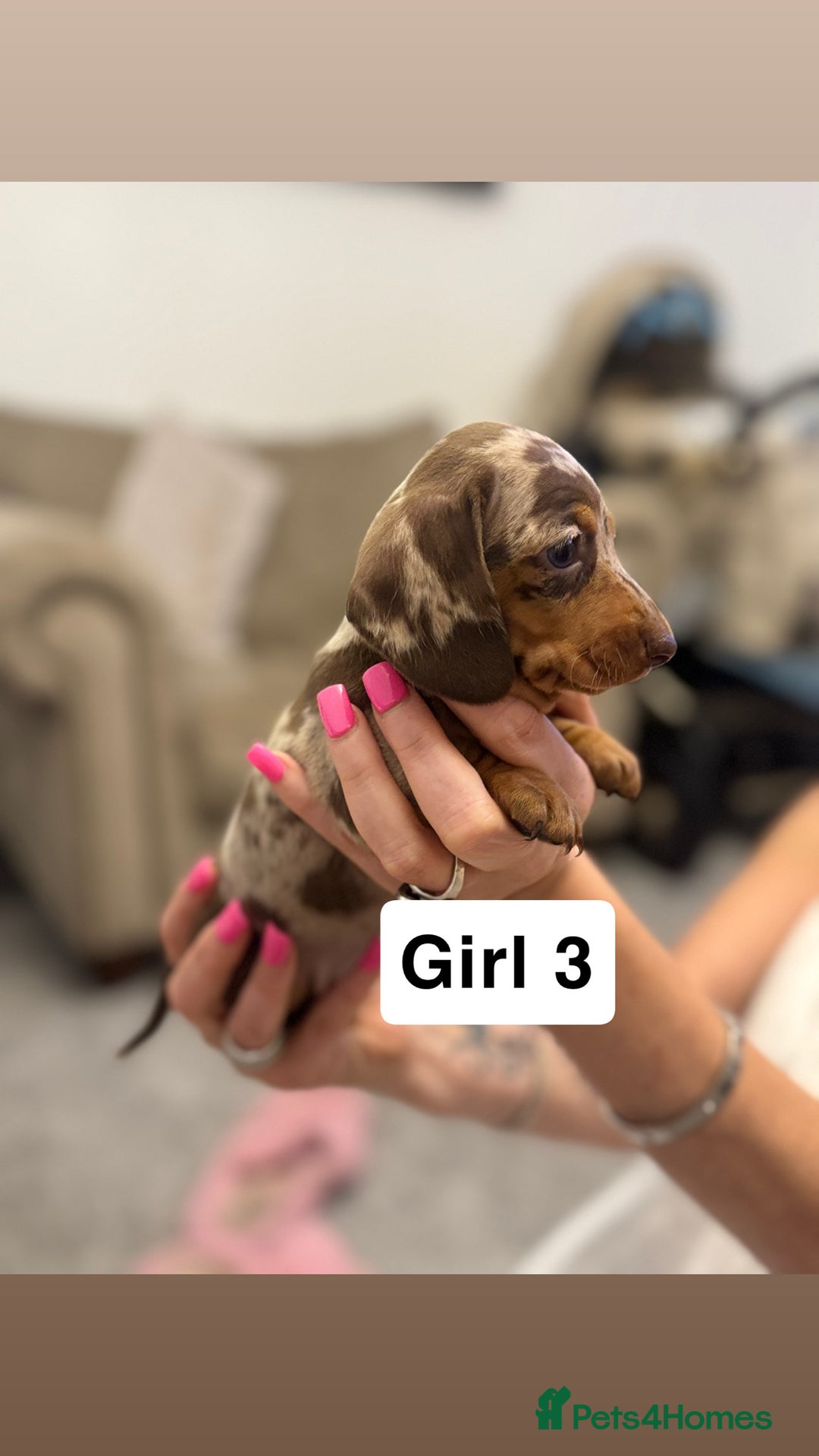 Miniature Dachshund dogs for sale: Stunning baby mini dachshunds  - Image 37