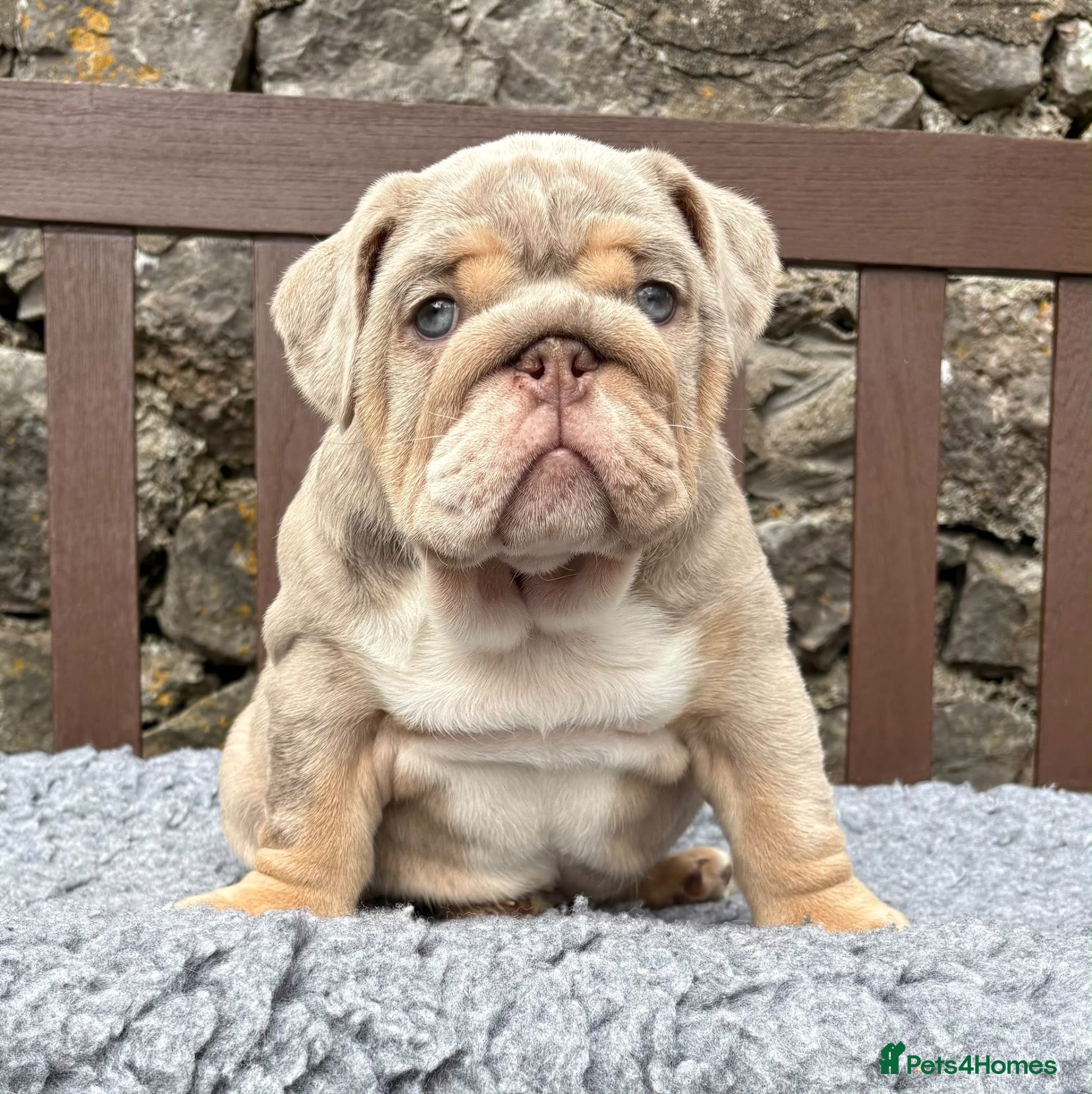 English Bulldog dogs Last boy 💙 English bulldog puppies - Advert 2