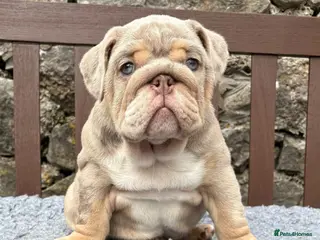English Bulldog dogs Last boy 💙 English bulldog puppies - Advert 2
