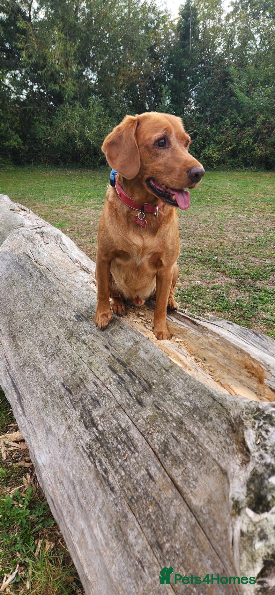 Cockerdor dogs Bodhi - Advert 1