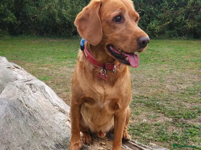 Cockerdor dogs Bodhi - Advert 1