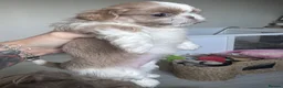 Shih Tzu dogs for sale: 🐶💕 BEAUTIFUL SHIH TZU PUPPIES – 7 GIRLS! 💕🐶 - Advert 5