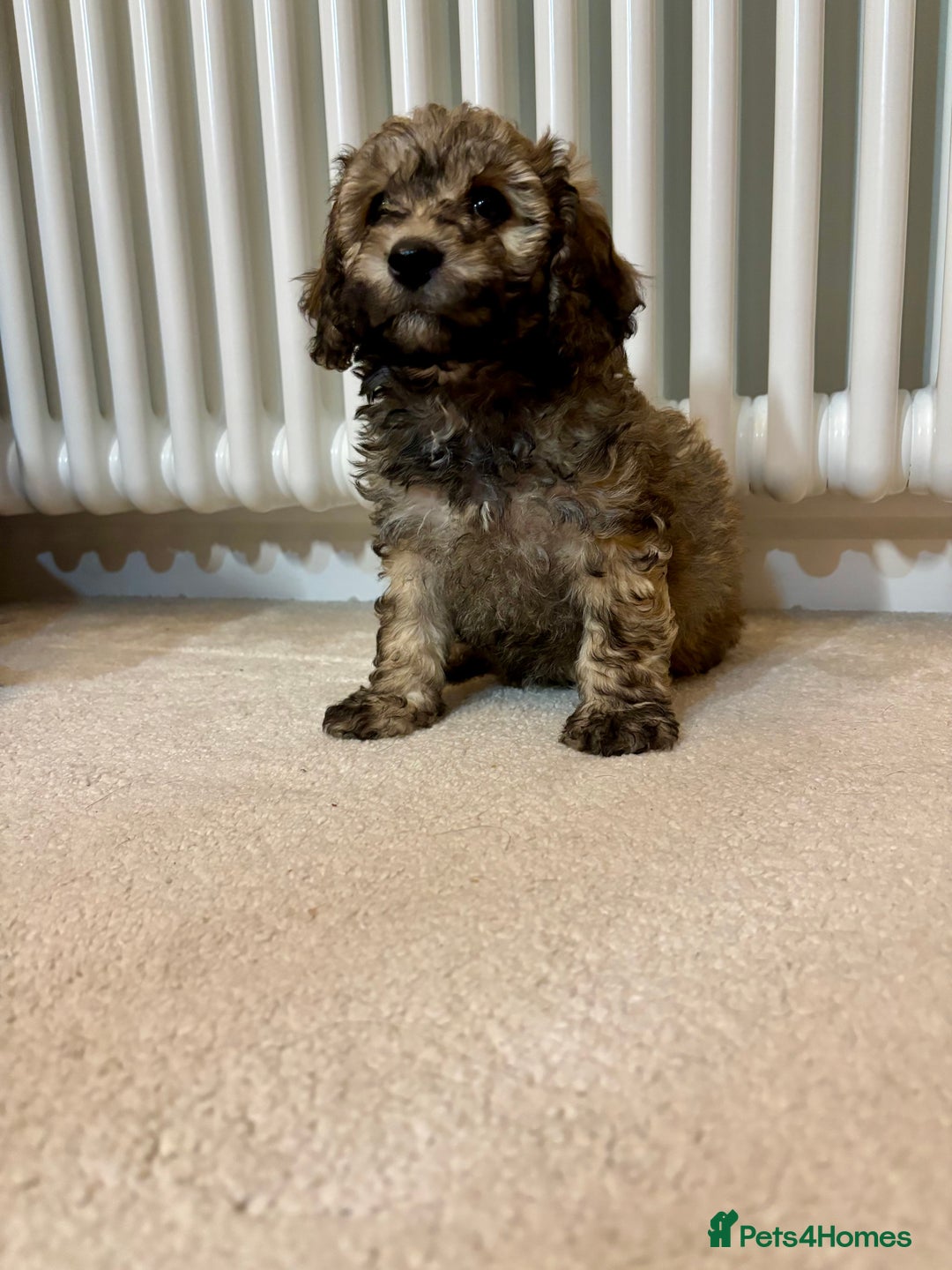 Poochon dogs for sale: Stunning Rare Phantom True Miniature Poochons - Advert 2