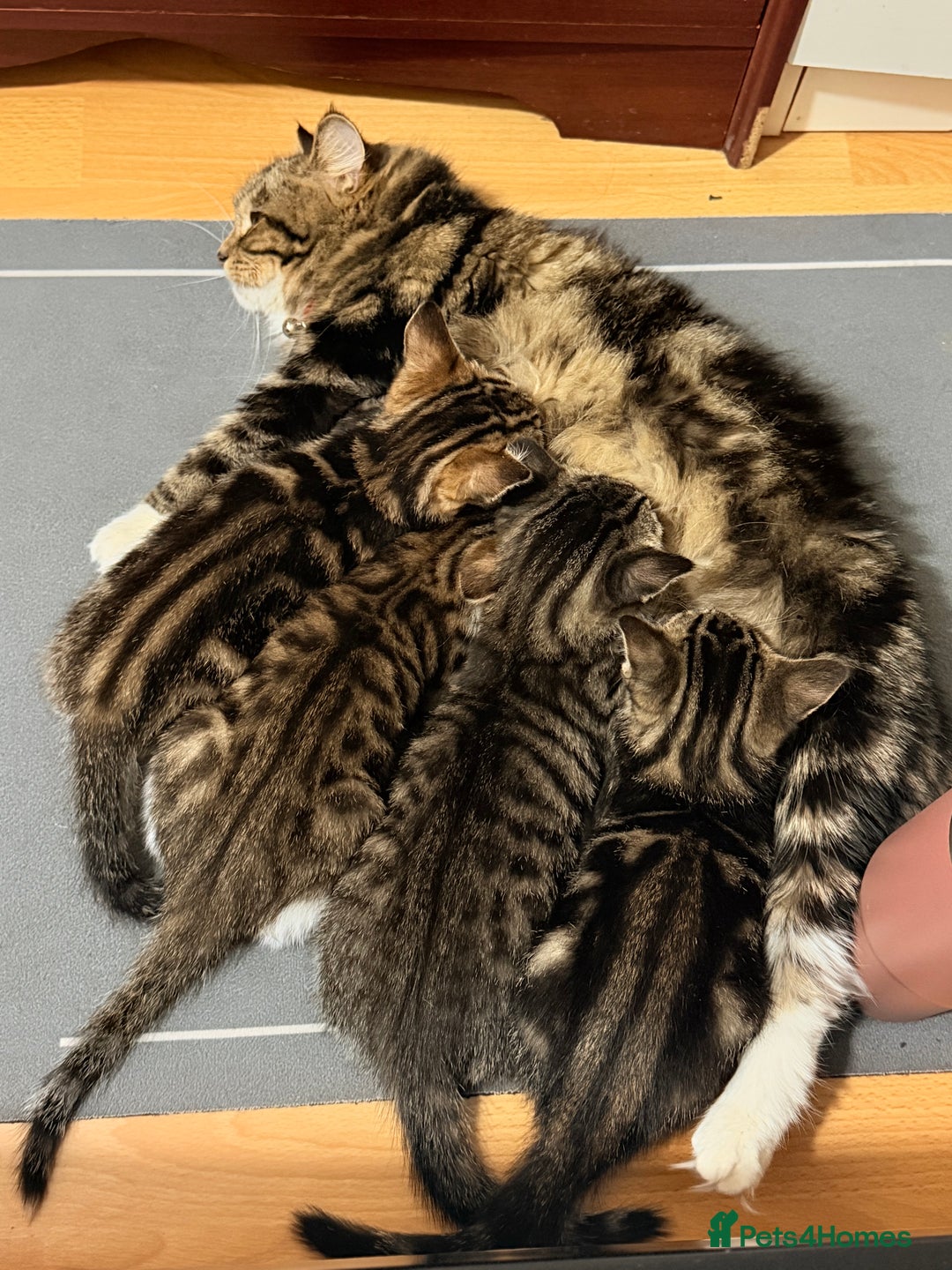 Norwegian Forest Cat cats for sale: Norwegian Forest Cat Mix kitten - Advert 13