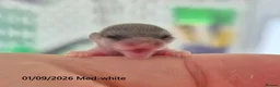 Mouse rodents for sale: 🐿️ Micro squirrels, African Pygmy dormouse - Advert 1