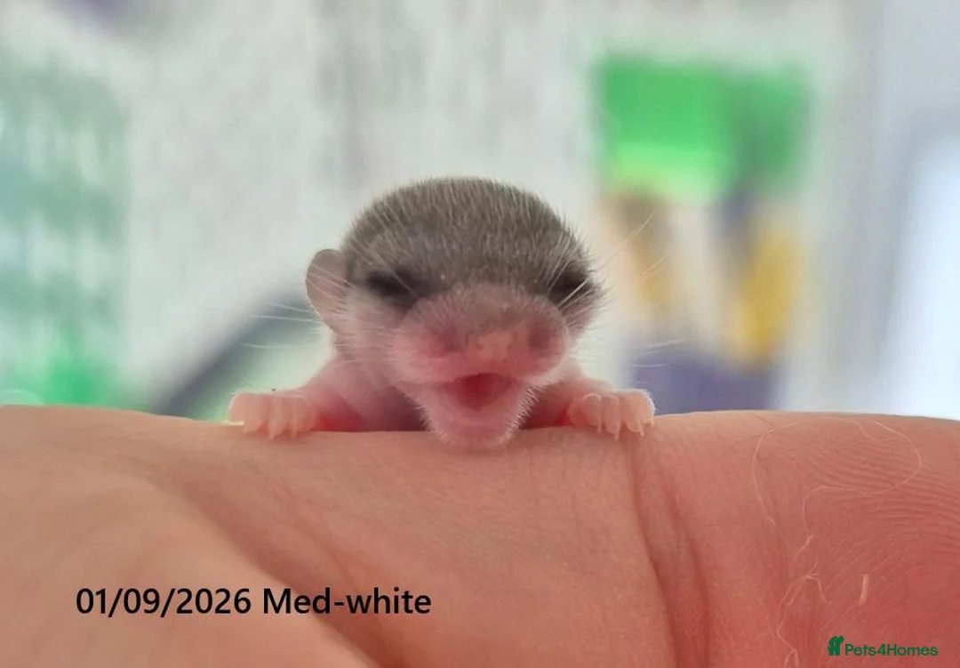 Mouse rodents for sale: 🐿️ Micro squirrels, African Pygmy dormouse - Advert 1